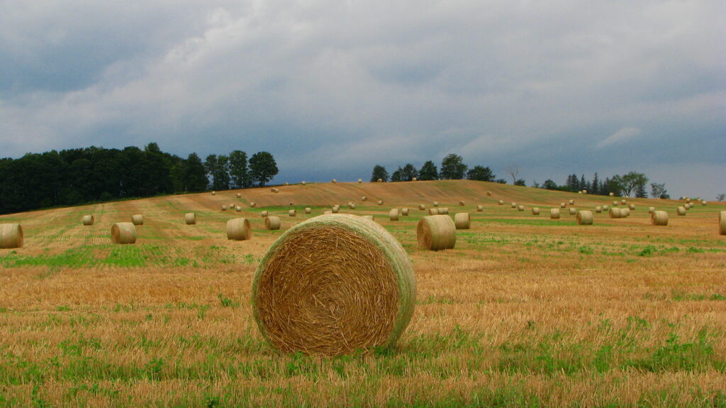 Straw bales in a harvested field near Alliston, Ontario