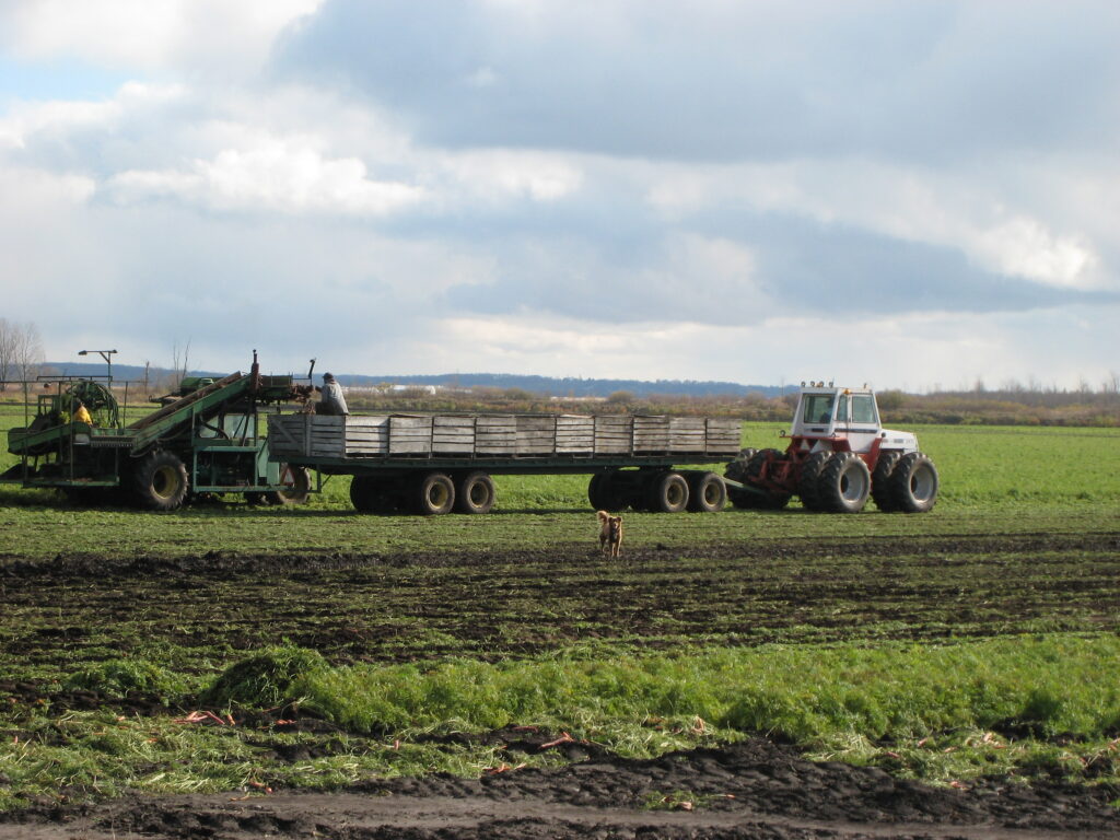 Carrot harvest on the Holland Marsh near Bradford, Ontario