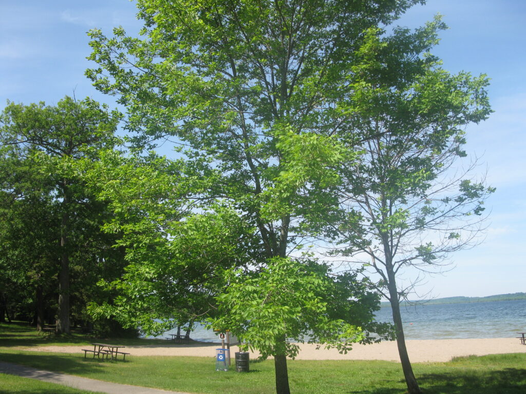 Bass Lake beach in Oro-Medonte, Ontario