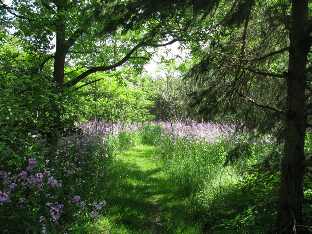 Wildflower forest trail in Oro-Medonte, Ontario