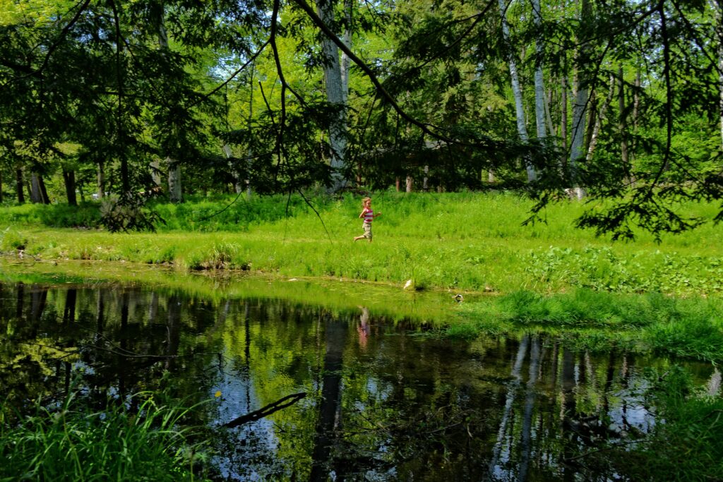 Forest stream reflections in Springwater Provincial Park, Ontario